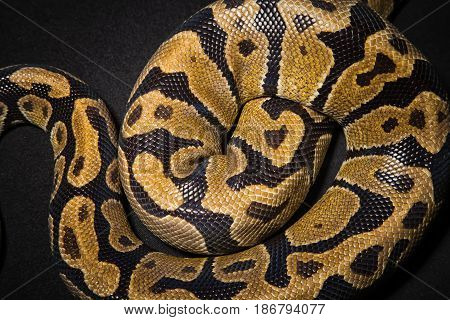 Photo of royal python's skin on black background