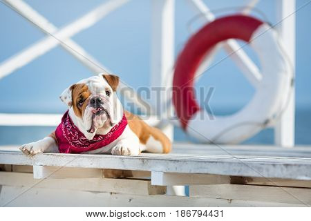 Cute puppy of english bull dog with funny face and red bandana on neck close to life saving bouy round floater.
