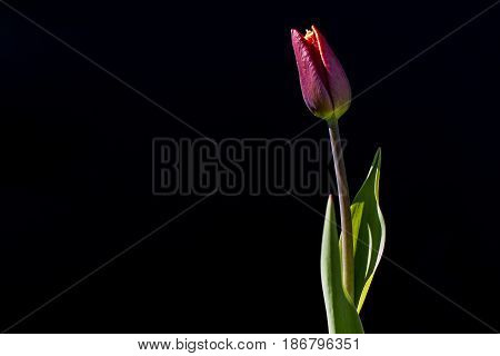 Backlit tulips flower on a black background