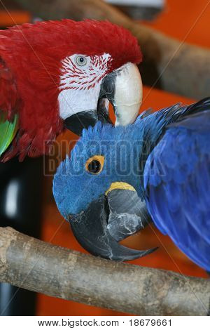 Ein paar blaue und rote Aras Papagei