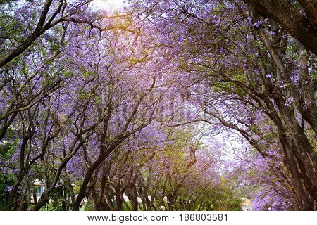 blooming jacaranda is very beautiful in spring Park