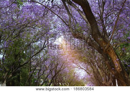 blooming jacaranda is very beautiful in spring Park