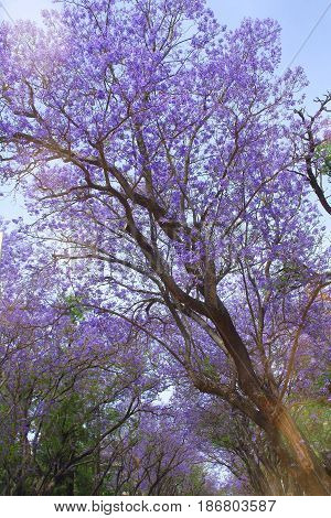 blooming jacaranda is very beautiful in spring Park