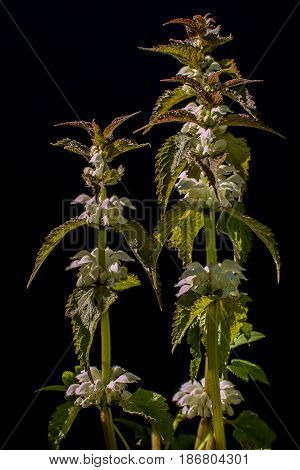 White dead-nettle flowers on a black background