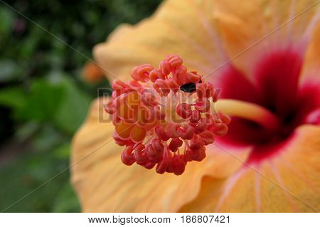 Hibiscus Mallow Malvaceae subtropical and showy flower in bloom