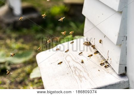 Close up of bees flying in and Out of their hives. Some of the bees carry golden pollen lumps on their legs