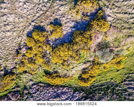 Aerial view of scottish broom on a moor in the highlands, uk