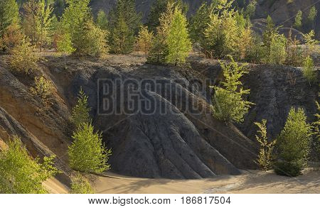 Spring Forest in a Sunny Day on Dunes of Sand and Clay in an Abandoned Quarry