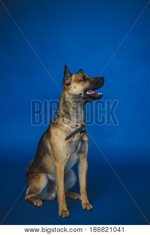 Young dog in the studio, on a paper background