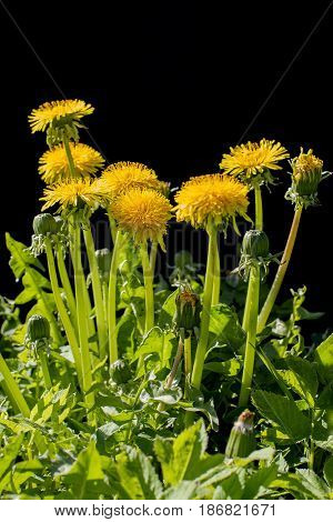 Yellow dandelion flowers on a black background