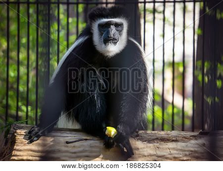 The Monkey, White Handed Gibbon Is Sitting, Playing Against The Background Of Green Foliage.