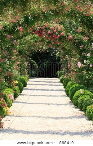 Blommande Rose Arch i the Garden på våren