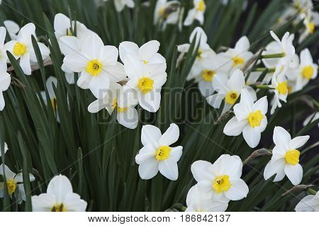 White and yellow narcissi on the flowerbed