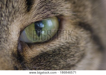 Green eye cat close up looks into the lens