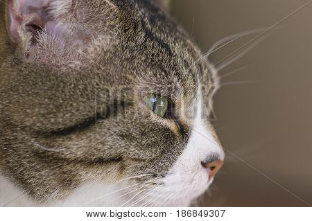 Green eye cat close up looks into the lens