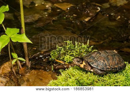 A close up of a Bog Turtle