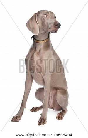 Weimaraner