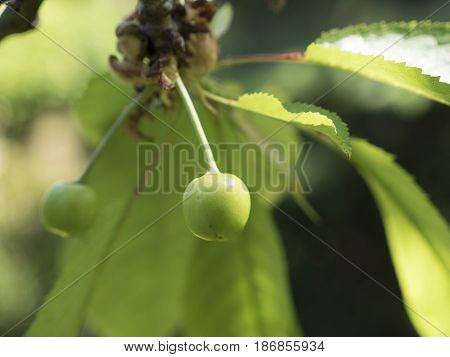 Unripe cherries in spring on tree with leaves. Green cherry in garden, closeup shot. Detail of small fruits on spring theme, trees in background. Spring atmosphere, sunny day. Low depth of field.