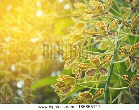flower bloom of yellow orchid at forest with sunlight background.
