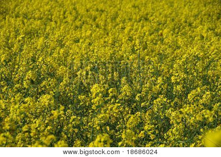 Gros plan de plantes de colza jaune