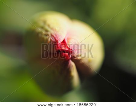 A macro shot of a tulip flower bud beginning to open