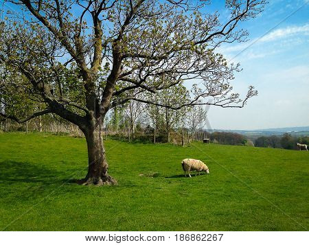 White sheep eating green grass near big tree on field.