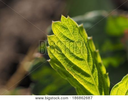 A macro shot of green leaf on a blurred background