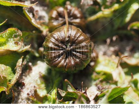 A macro shot of a dandelion bud beginning to open