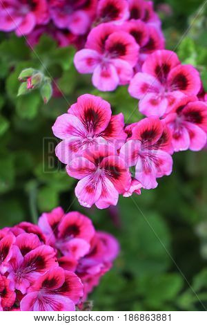 Multicolour Pelargonium Grandiflorum. French geraniums are very rich flowering pelargonium varieties.