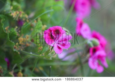 Multicolour Pelargonium Grandiflorum. French geraniums are very rich flowering pelargonium varieties.