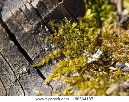 Tree bark with moss, the tree closeup, macro, coniferous tree