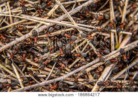 Family Of Ants In An Anthill Close-up