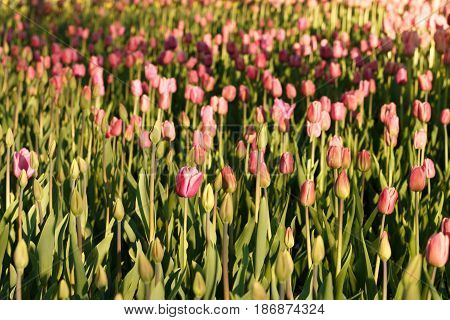 Tulips Illuminated By The Setting Sun. Beautiful View Of Color Tulips