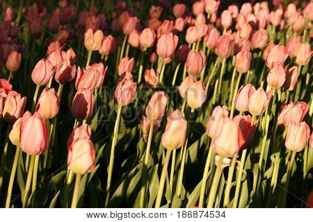 Tulips Illuminated By The Setting Sun. Beautiful View Of Color Tulips