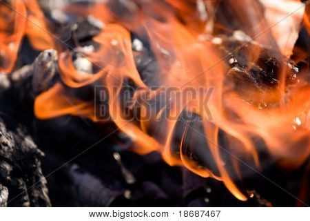Orange Tongues of Flame close up Foto