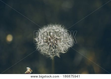 Lion teeth flower background. Taraxacum, dens leonis. Wildflower background in vintage style. Vintage flowers. Close up view of lion teeth flower.