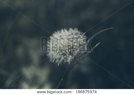 Lion teeth flower background. Taraxacum, dens leonis. Wildflower background in vintage style. Vintage flowers. Close up view of lion teeth flower.
