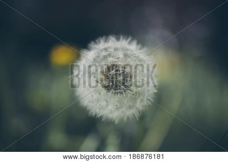 Lion teeth flower background. Taraxacum, dens leonis. Wildflower background in vintage style. Vintage flowers. Close up view of lion teeth flower.