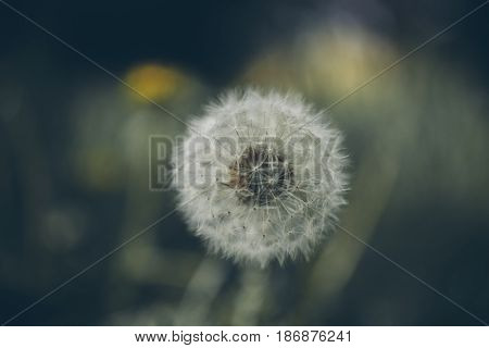 Lion teeth flower background. Taraxacum, dens leonis. Wildflower background in vintage style. Vintage flowers. Close up view of lion teeth flower.