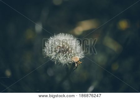 Lion teeth flower background. Taraxacum, dens leonis. Wildflower background in vintage style. Vintage flowers. Close up view of lion teeth flower.