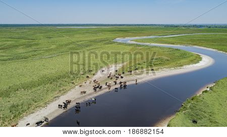 Cattle remain near the water of the St Johns River during Florida's dry season in Winter and early Spring