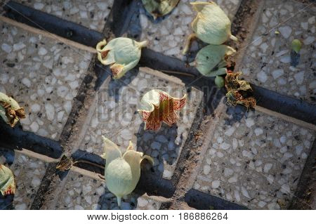 orchid blooms, Mendoza park, dropped blooms, dying orchids