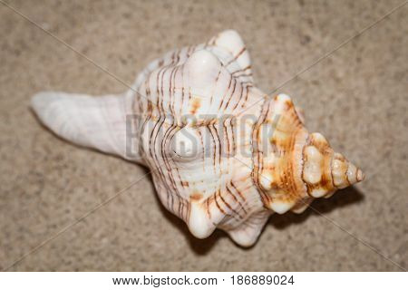 Shell snail in the sand, holiday, nature