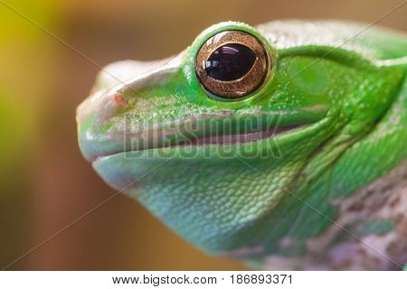 Green frog's head with big eye. Close up