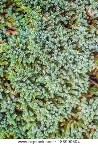 Coniferous branches of blue with small spines