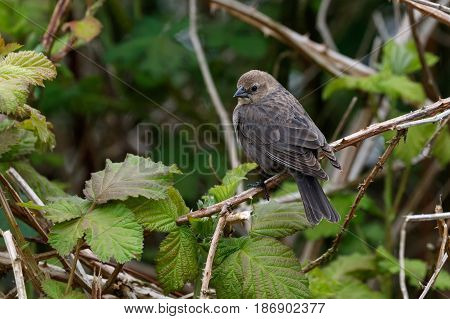 Female Brown headed cowbird at Delta BC Canada