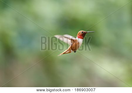 flying rufous hummingbird at Richmond BC Canada