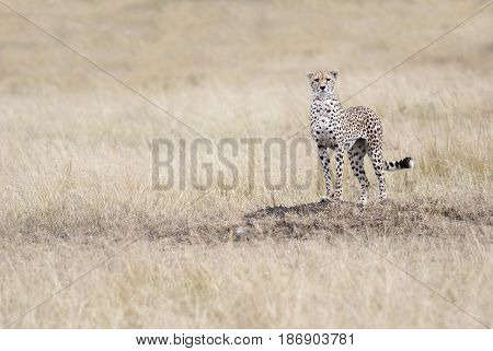 Cheetah looking out for the victim in the African savannah Kenya