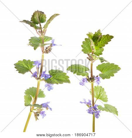 Field balm or ground-ivy (Glechoma hederacea) isolated on white background. Medicinal plant