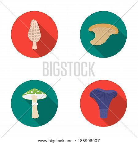 Morel, oyster, green amanita, actariu , indigo. set collection icons in flat style vector symbol stock illustration .
